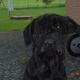 Unser Hund