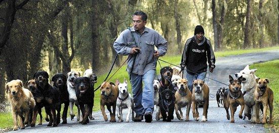Cesar Millan Dog Training Center Cesar Millan Dog Training Center