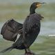 Kormoran