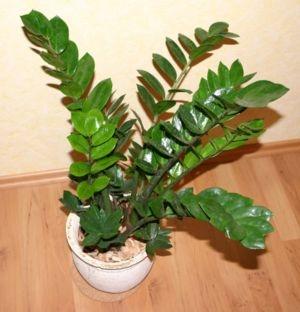 Welche Zimmerpflanzen für die Nordseite im Zimmer?