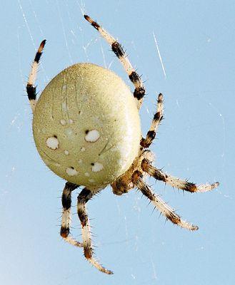 Spinne Gelbbräunlich, springend, parallele weiße Punkte auf Rücken