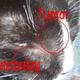 An Tumor erkrankter Kater - Kann man irgendwo Spenden herbekommen?