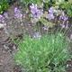 Welche Erde und wieviel Sonne braucht Lavendel?