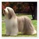 Bearded Collie