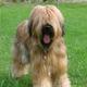 Briard