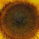 Sonnenblumen - wo sind die Kerne???