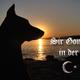 Hund,Rüde,Pubertät!?Agressiv,Kastrieren?