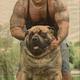 Mastiff Hercules