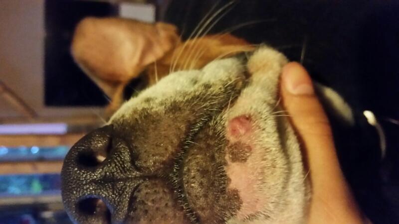 pickel im gesicht zahnpasta pickel im gesicht mit eight jahren