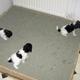 Hund muss nachts oft raus