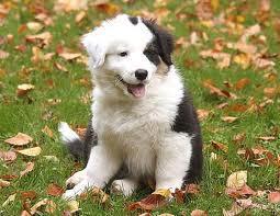 was ist deine lieblingshunderasse ? (Haustiere, hunde, tiere)