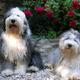 Thema Hund-Bilder