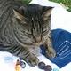 heilsteine bei katzen