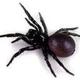 Männl. Trichternetzspinne 