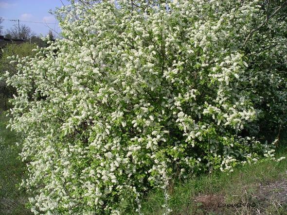 Hallo, suche einen bestimmten Busch/Baum (Garten Datenbank