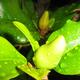 Knospe einer Magnolie..