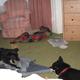 shiba und iniciio