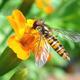 Komische Fliege/Wespe/etc.?