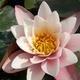 Nymphaea