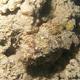 getarnter Drachenkopf am Strand - Tiefe 50 cm - Dahab/Lighthouse