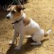 Unterschied zwischen Pinscher und Terrier