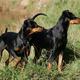 Unterschied zwischen Pinscher und Terrier