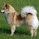 eurasier.