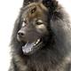 eurasier,