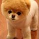 Akita Inu 