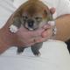 shiba inu welpe