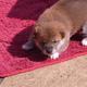 shiba inu welpe