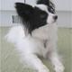 papillon 
