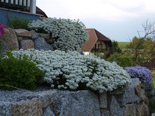 Mit Kies den Vorgarten gestalten. Tipps? (Garten, gartengestaltung)