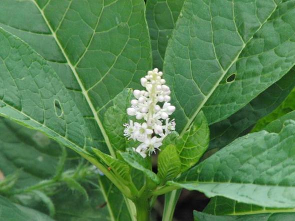 Name der Pflanze? Weiß mit großen Blättern (große blätter, Garten