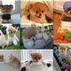 boo ''pomeranian''