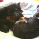 Unsere kleine Hundefamilie