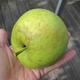 Welche Apfelsorte ist das?