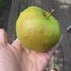 Welche Apfelsorte ist das?