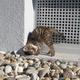 Katze miaut und will nicht schmussen was ist los mit ihr ..?