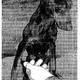 Wie kriegen Dobermänner so spitze Ohren? Werden die nach dem Abschneiden gerichtet?
