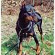 Wie kriegen Dobermänner so spitze Ohren? Werden die nach dem Abschneiden gerichtet?