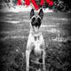 Malinois Überzüchtet?