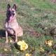 Malinois Überzüchtet?