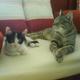 ein hodiger kater