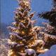 Christbaum
