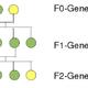 Genetik: Erbgang: testkreuzungen für Reinerbigkeit