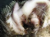 How Can I Tell If My Cat Is Diabetic How Can I Tell If My Cat Is Diabetic