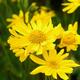 Postbote pinkelt in Blumenkasten - Sollte man was sagen?
