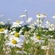 Postbote pinkelt in Blumenkasten - Sollte man was sagen?