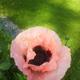 Mohn kommt immer wieder